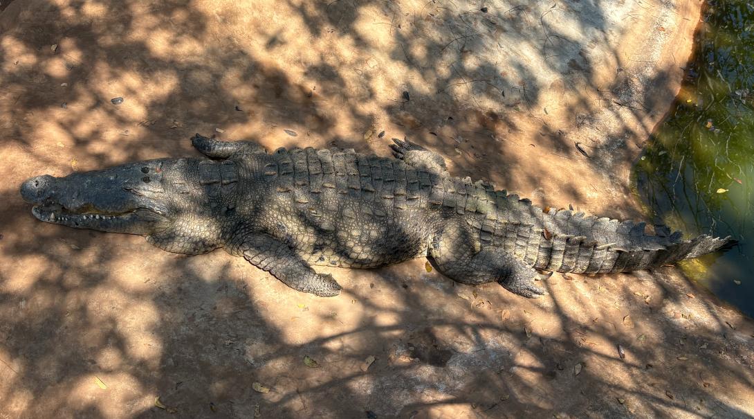 Crocodile at the crocodile sanctuary